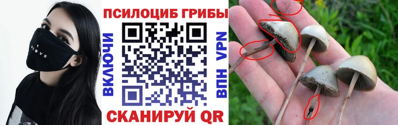 hydra ССЫЛКА  Щёлково  Галлюциногенные грибы мицелий 